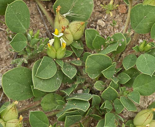 Tripodion tetraphyllum, hierba capitana