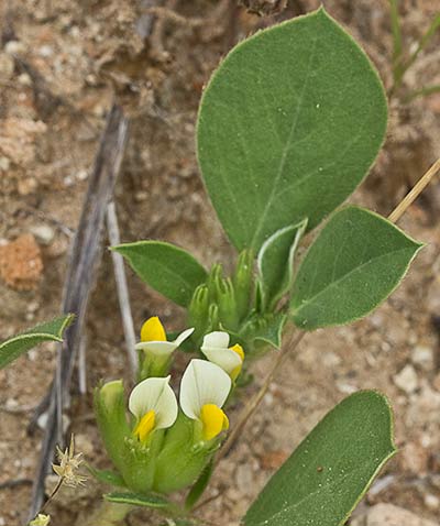 Tripodion tetraphyllum, hierba capitana