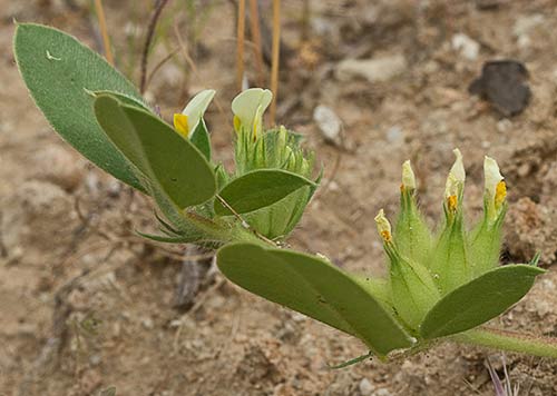 Tripodion tetraphyllum, hierba capitana