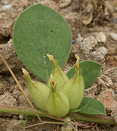 Tripodion tetraphyllum, hierba capitana