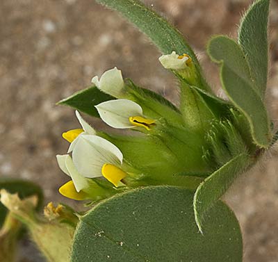 Tripodion tetraphyllum, hierba capitana