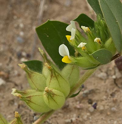 Tripodion tetraphyllum, hierba capitana