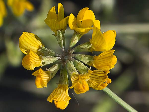 Hierba de la herradura (Hippocrepis ciliata)