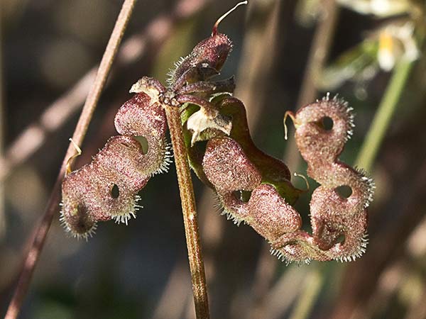 Hierba de la herradura (Hippocrepis ciliata)