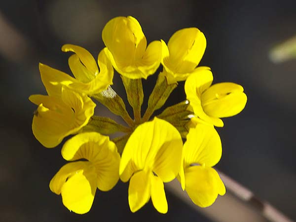 Hierba de la herradura (Hippocrepis ciliata)