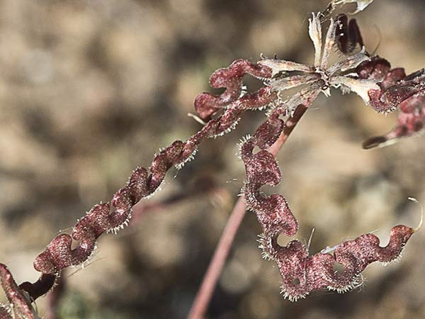 Hierba de la herradura (Hippocrepis ciliata)