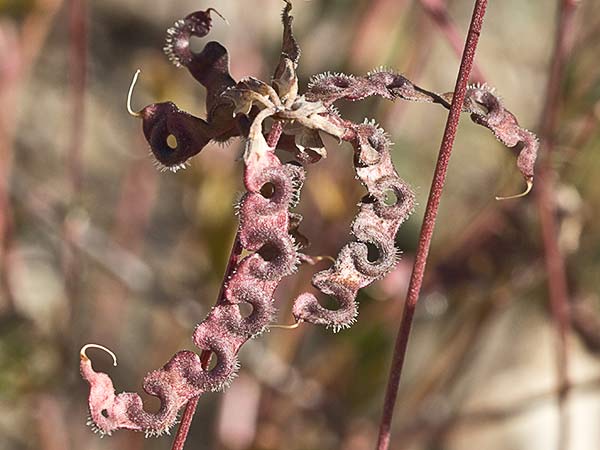Hierba de la herradura (Hippocrepis ciliata)