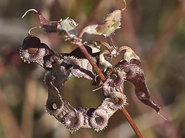 Hierba de la herradura (Hippocrepis ciliata)