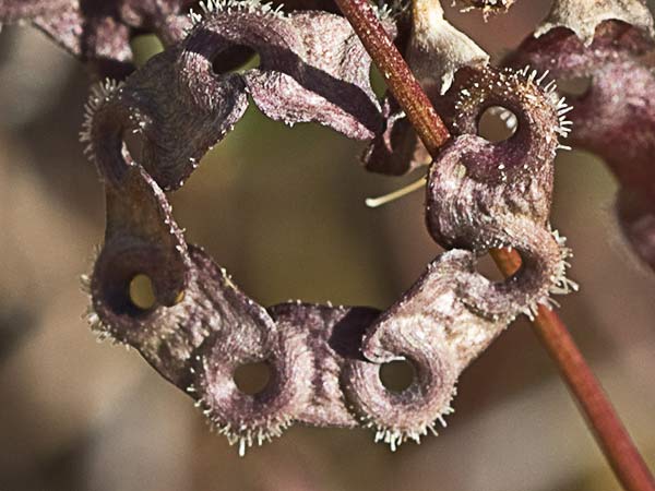Hierba de la herradura (Hippocrepis ciliata)