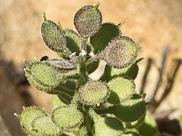 Hierba de la rabia (Alyssum simplex)