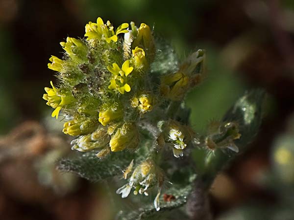Hierba de la rabia (Alyssum simplex)