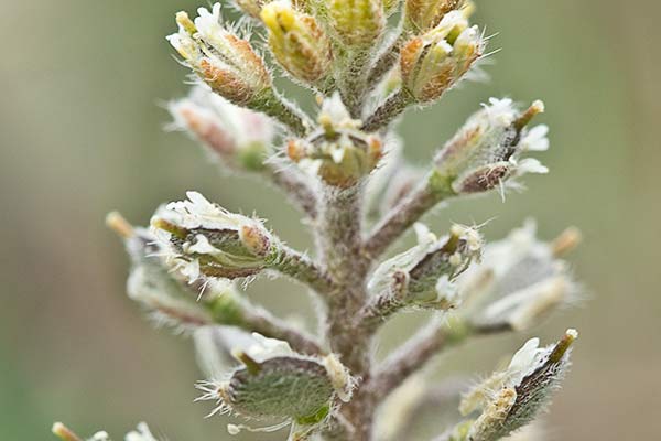 Hierba de la rabia (Alyssum simplex)