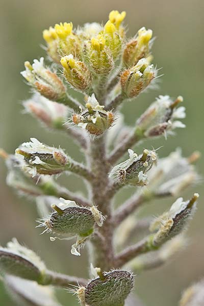 Hierba de la rabia (Alyssum simplex)
