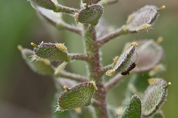 Hierba de la rabia (Alyssum simplex)