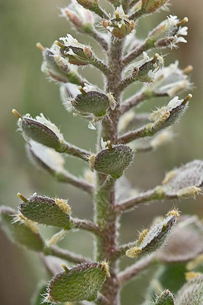 Hierba de la rabia (Alyssum simplex)