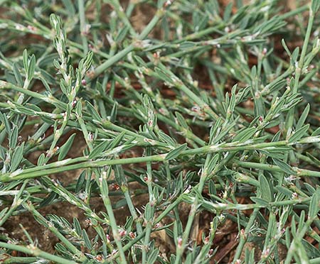 Hierba de la sangre (Polygonum equisetiforme)