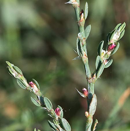 Hierba de la sangre (Polygonum equisetiforme)