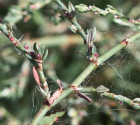 Hierba de la sangre (Polygonum equisetiforme)