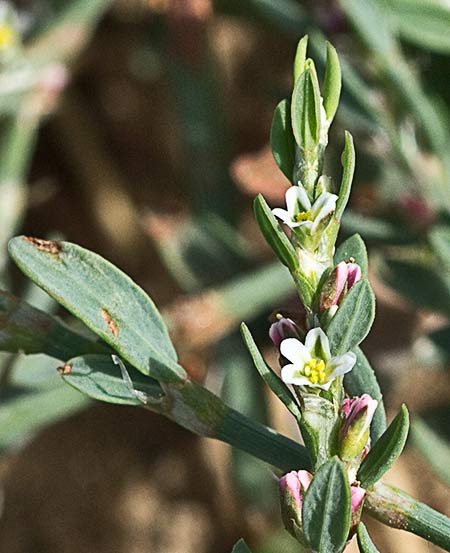 Hierba de la sangre (Polygonum equisetiforme)