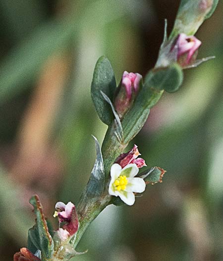 Hierba de la sangre (Polygonum equisetiforme)
