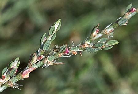 Hierba de la sangre (Polygonum equisetiforme)