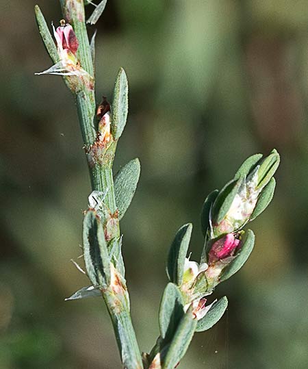 Hierba de la sangre (Polygonum equisetiforme)