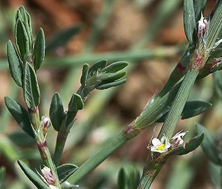 Hierba de la sangre (Polygonum equisetiforme)