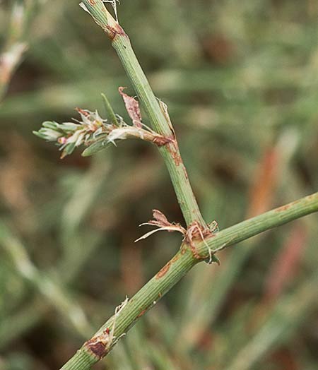 Hierba de la sangre (Polygonum equisetiforme)