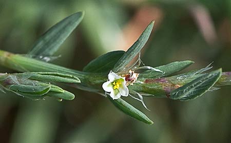 Hierba de la sangre (Polygonum equisetiforme)