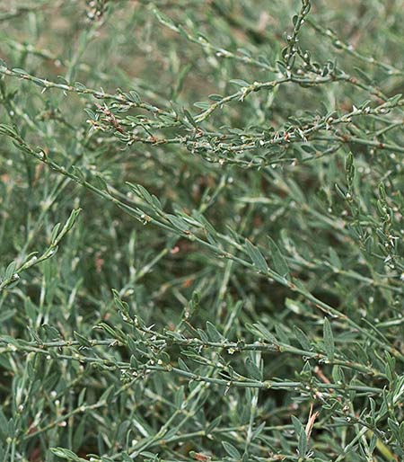 Hierba de la sangre (Polygonum equisetiforme)