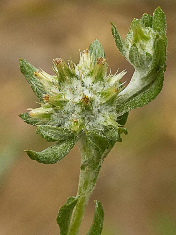 Hierba del pastor (Filago pyramidata)