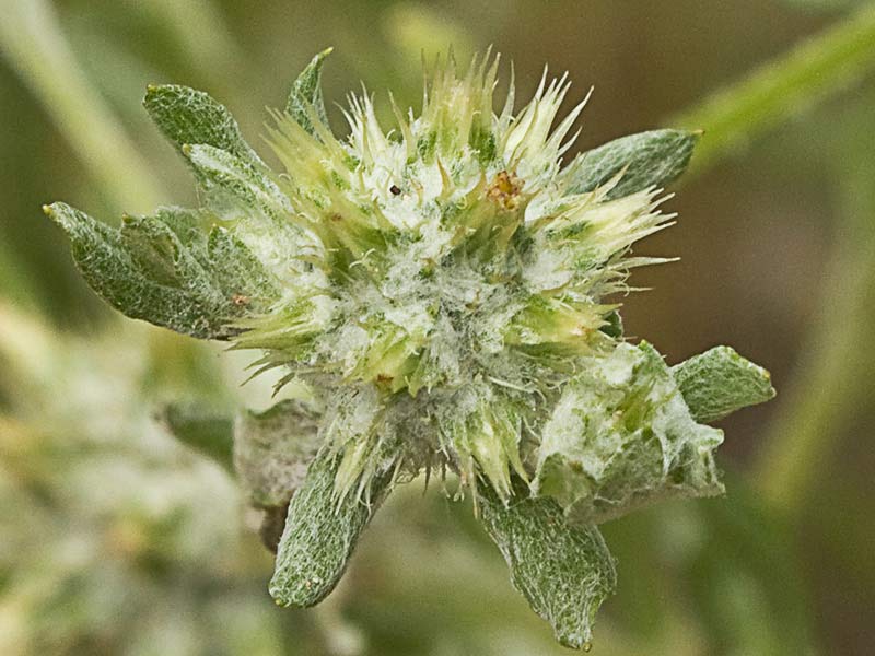 Hierba del pastor (Filago pyramidata)