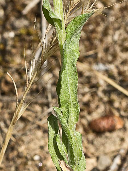 Hierba del pastor (Filago pyramidata)
