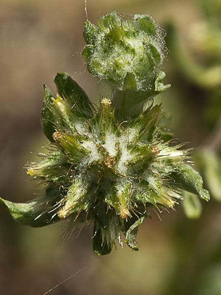 Hierba del pastor (Filago pyramidata)