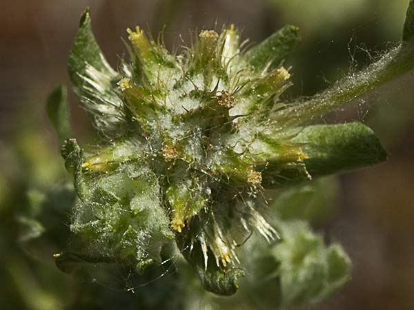 Hierba del pastor (Filago pyramidata)
