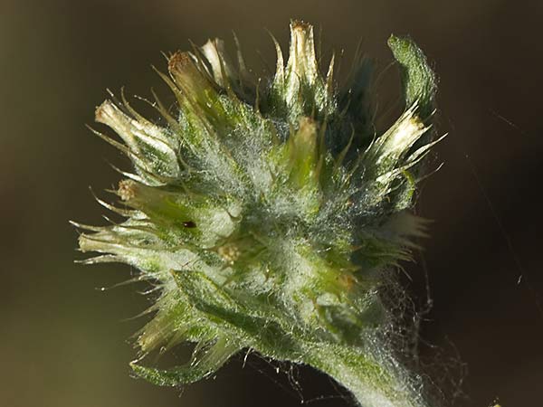 Hierba del pastor (Filago pyramidata)