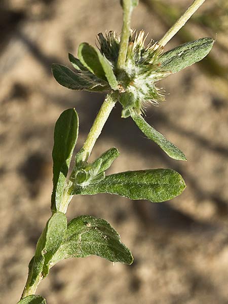 Hierba del pastor (Filago pyramidata)