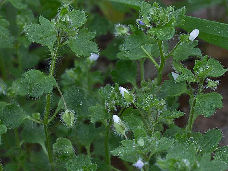 Veronica hederifolia