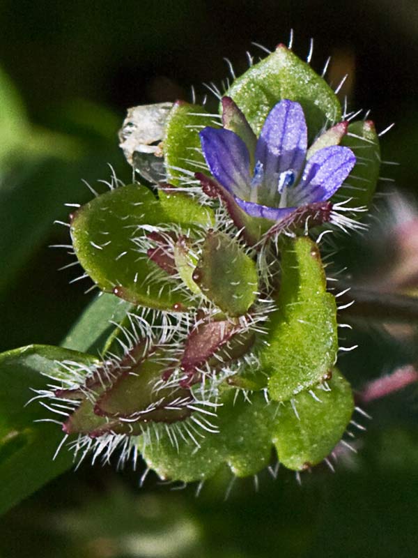 Veronica hederifolia