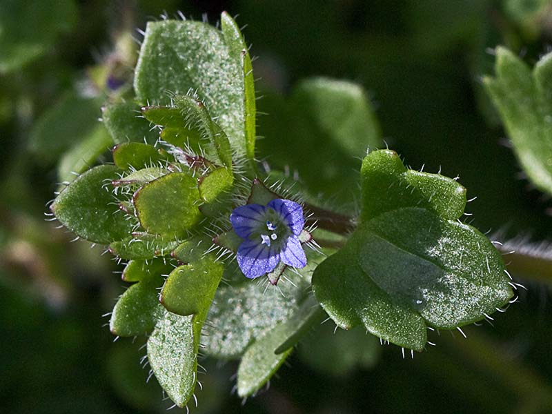 Veronica hederifolia