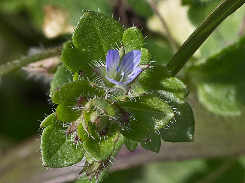 Veronica hederifolia