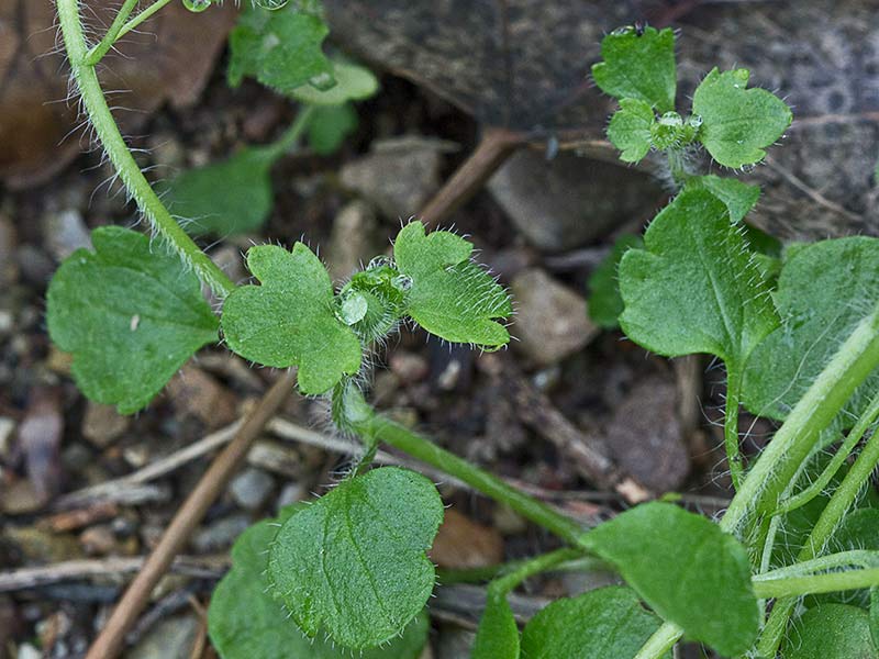 Veronica hederifolia