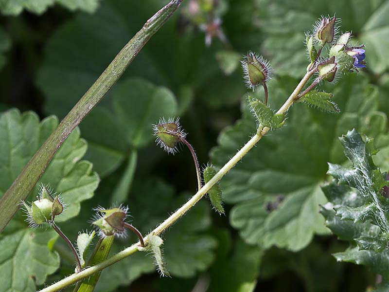 Veronica hederifolia