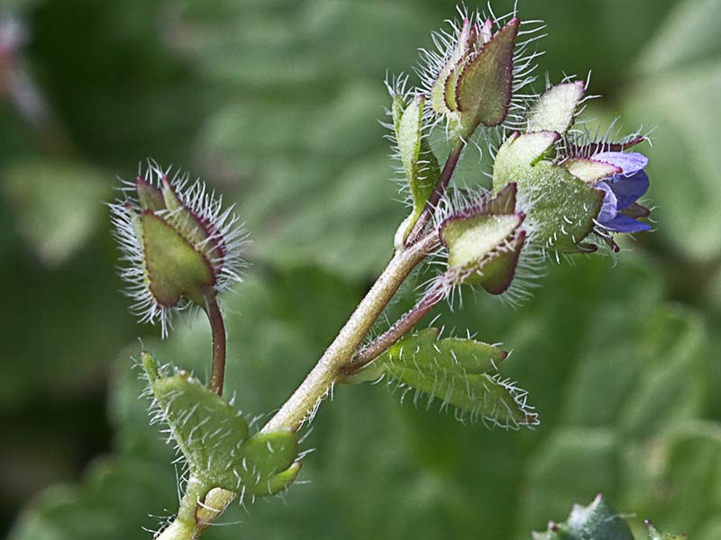 Veronica hederifolia
