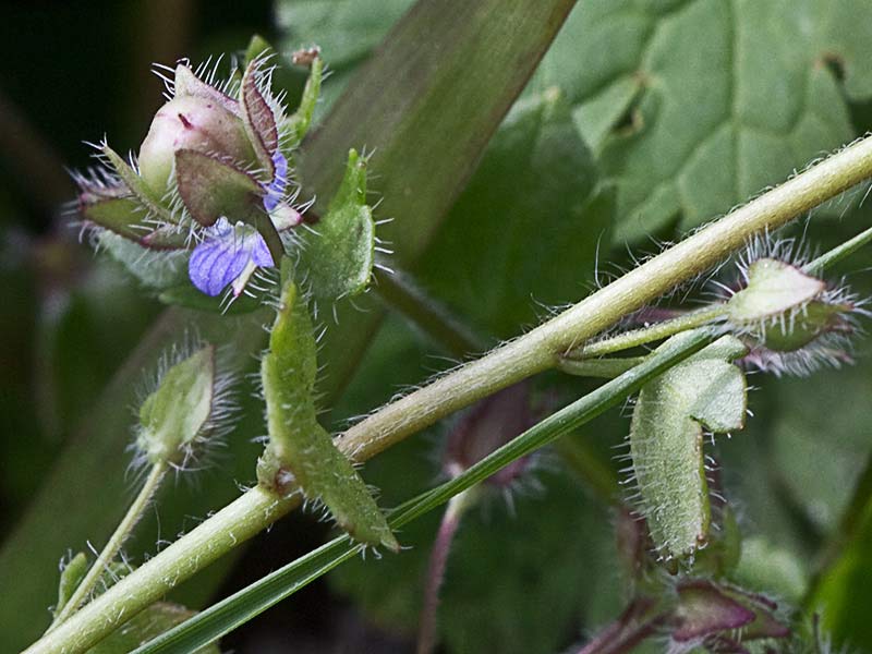 Veronica hederifolia