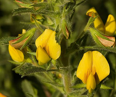 Flores de la hierba garbancera (Ononis pubescens)