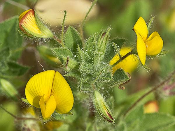 Flor de la hierba garbancera (Ononis pubescens)