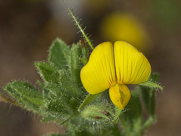 Flor de la hierba garbancera (Ononis pubescens)
