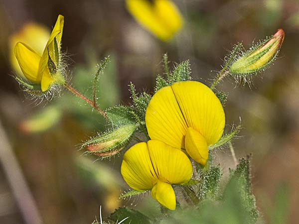 Flor de la hierba garbancera (Ononis pubescens)