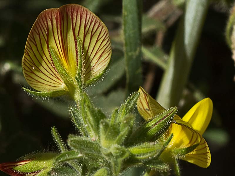 Flor de la hierba garbancera (Ononis pubescens)